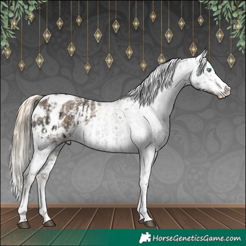 Horse Color:Liver Chestnut Sabino Splash Appaloosa  and Chocolate Palomino Sabino Splash Appaloosa 