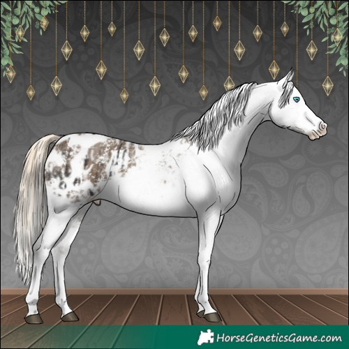 Horse Color:Liver Chestnut Sabino Splash Appaloosa  and Chocolate Palomino Sabino Splash Appaloosa 