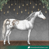 Horse Color:Liver Chestnut Sabino Splash Appaloosa  and Chocolate Palomino Sabino Splash Appaloosa 