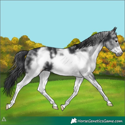 Horse Color:White Spotted Black Sabino Frame 