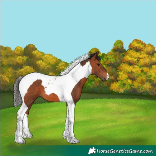 Horse Color:Bay Tobiano 