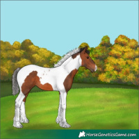 Horse Color:Bay Tobiano 