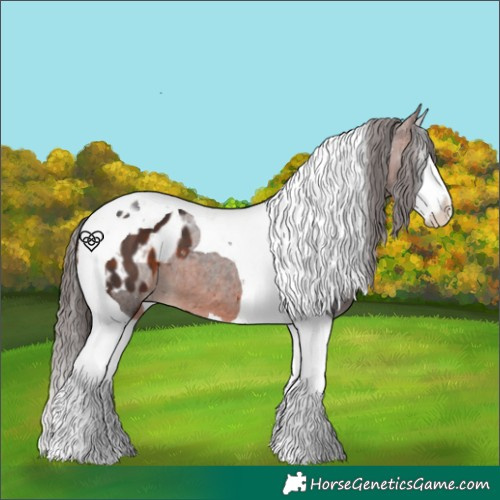 Horse Color:Bay Splash Tobiano Appaloosa 
