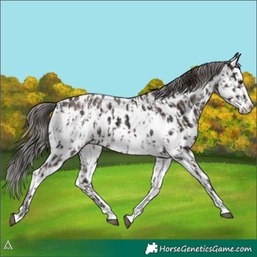 Horse Color:Liver Chestnut Sabino Splash Appaloosa  and Liver Chestnut Sabino Splash Appaloosa 