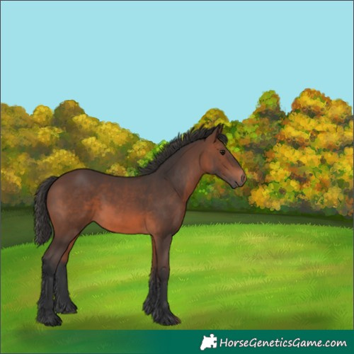 Horse Color:Brown 
