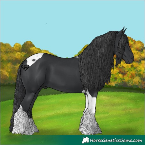 Horse Color:Black Tobiano 