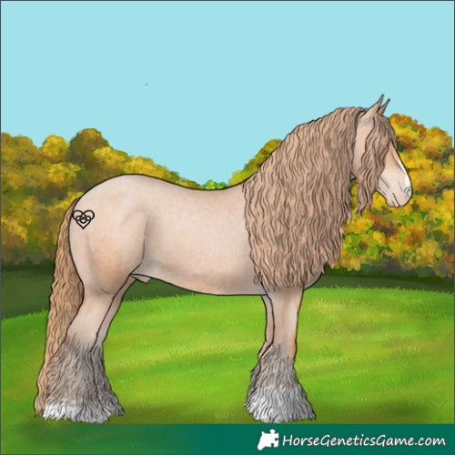 Horse Color:Bay Pearl Appaloosa 
