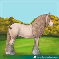 Horse Color:Bay Pearl Appaloosa 
