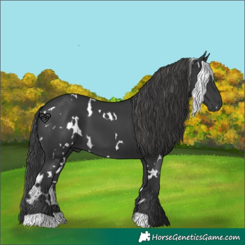 Horse Color:White Spotted Black 