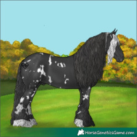Horse Color:White Spotted Black 