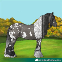 Horse Color:White Spotted Grullo Varnish 