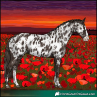 Horse Color:Liver Chestnut Sabino Splash Near Leopard  and Liver Chestnut Sabino Splash Near Leopard 