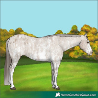 Horse Color:Liver Red Dun Sabino Splash Appaloosa  and Liver Red Dun Sabino Splash Appaloosa 
