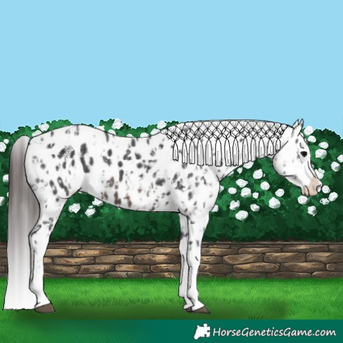 Horse Color:Brown Sabino Splash Appaloosa  and Brown Sabino Splash Appaloosa 