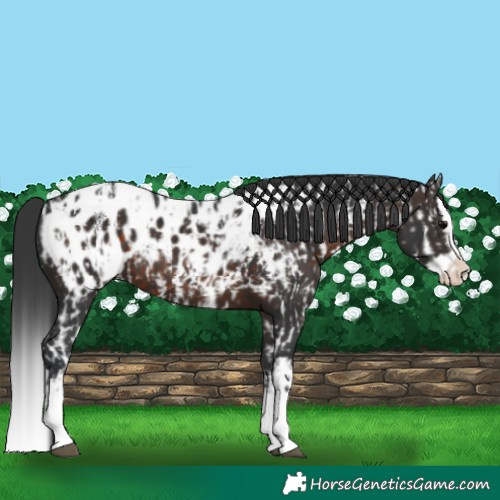Horse Color:Brown Sabino Splash Appaloosa  and Brown Sabino Splash Appaloosa 