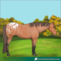 Horse Color:Bay Blanket