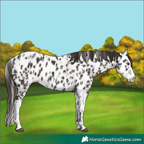 Horse Color:Liver Chestnut Sabino Splash Leopard  and Liver Chestnut Sabino Splash Near Leopard 