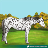 Horse Color:Liver Chestnut Sabino Splash Leopard and Liver Chestnut Sabino Splash Near Leopard