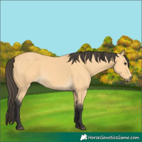 Horse Color:Buckskin 