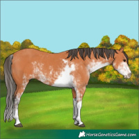 Horse Color:Bay Sabino 