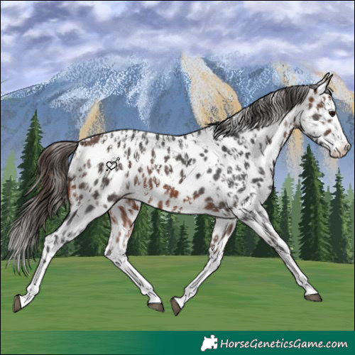 Horse Color:Bay Sabino Splash Near Leopard  and Bay Sabino Splash Near Leopard 
