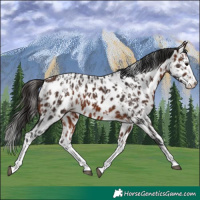 Horse Color:Bay Sabino Splash Appaloosa  and Bay Sabino Splash Appaloosa 