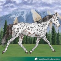 Horse Color:Bay Sabino Splash Near Leopard  and Bay Sabino Splash Near Leopard 
