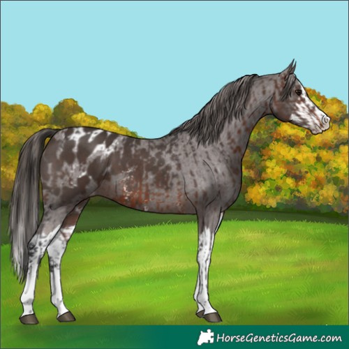 Horse Color:Brown Sabino  and Liver Chestnut Sabino Splash Appaloosa 