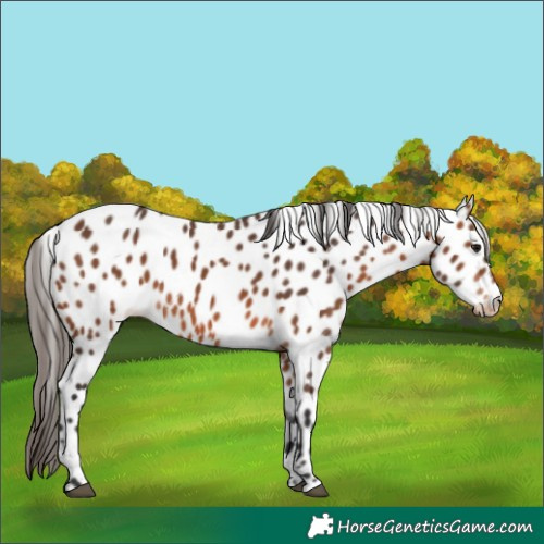 Horse Color:Bay Appaloosa 