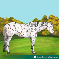 Horse Color:Bay Appaloosa 