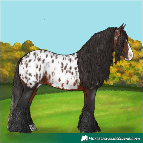 Horse Color:Bay Sabino Splash Near Leopard  and Bay Sabino Splash Near Leopard Rabicano 