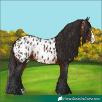 Horse Color:Bay Sabino Splash Appaloosa  and Bay Sabino Splash Appaloosa Rabicano 