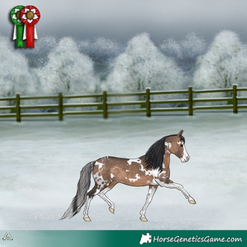 Horse Color:White Spotted Brown Dun Sabino Splash 