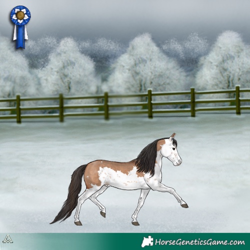 Horse Color:Bay Dun Sabino 