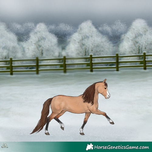 Horse Color:Bay Dun Sabino Varnish 