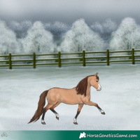 Horse Color:Bay Dun Sabino Varnish 
