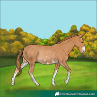 Horse Color:Chestnut Rabicano 