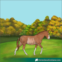 Horse Color:Chestnut Rabicano 