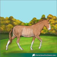 Horse Color:Chestnut Rabicano 