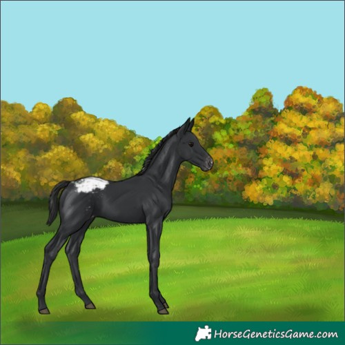 Horse Color:Black Appaloosa 