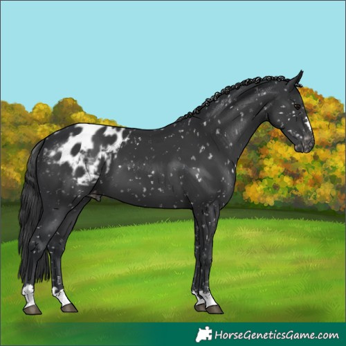 Horse Color:Black Appaloosa 