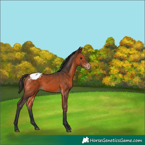 Horse Color:Bay Appaloosa 