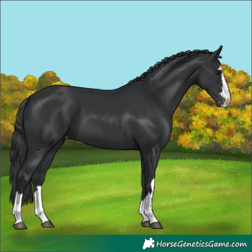 Horse Color:Black Appaloosa 