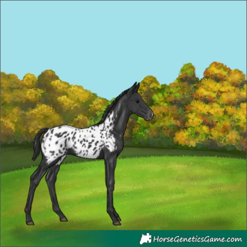 Horse Color:Black Appaloosa 
