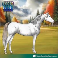 Horse Color:Buckskin Splash Tobiano Appaloosa 