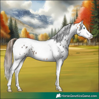 Horse Color:Buckskin Splash Tobiano Appaloosa 