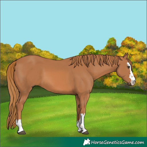 Horse Color:Chestnut 