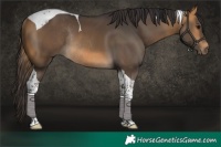 Horse Color:Buckskin Tobiano Rabicano 