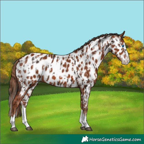 Horse Color:Liver Chestnut Sabino Splash Appaloosa  and Chestnut Sabino Splash Appaloosa 