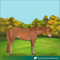 Horse Color:Chestnut 